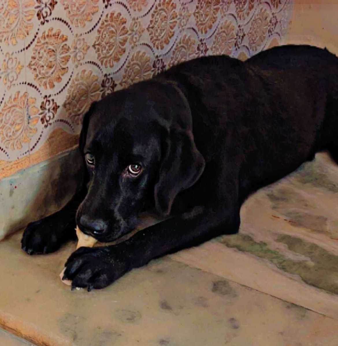 Labrador Retriever Dogs For Mating In Jaipur