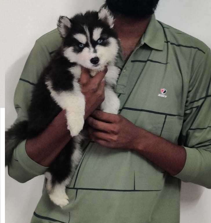 Siberian Husky For Sale In Erode