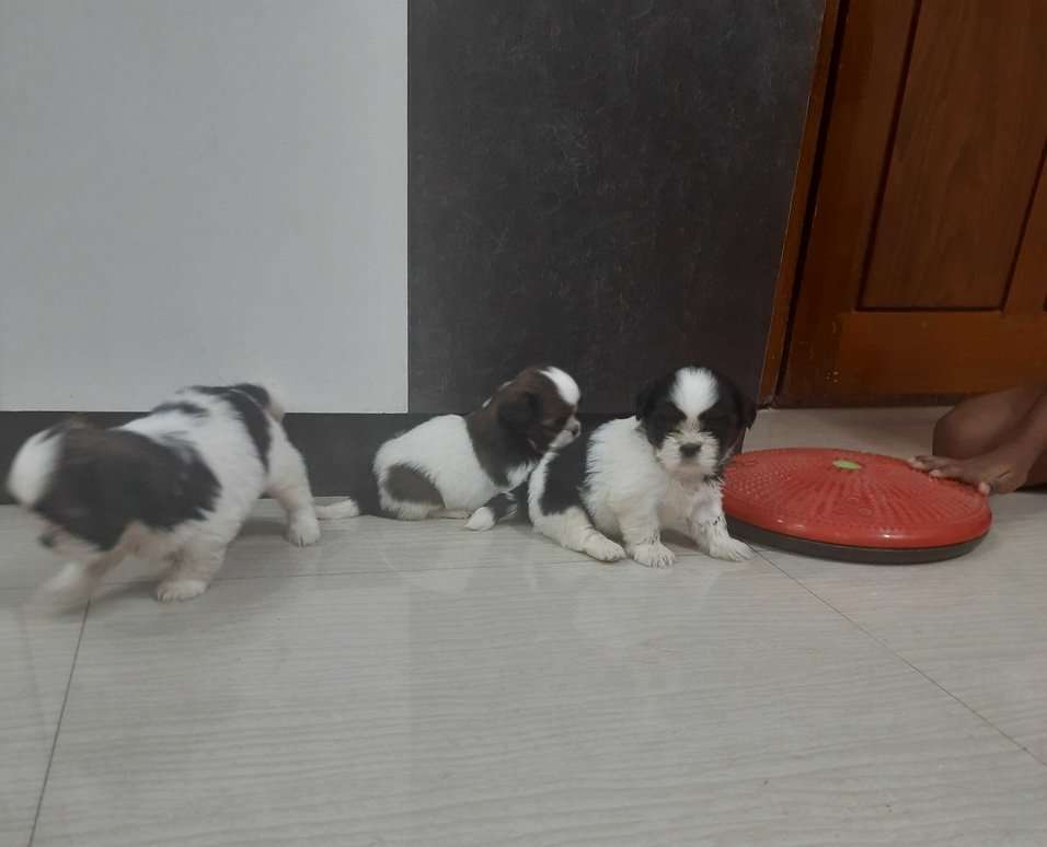 Shih Tzu For Sale In Chennai