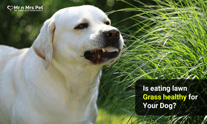Is eating lawn grass healthy for your dog?