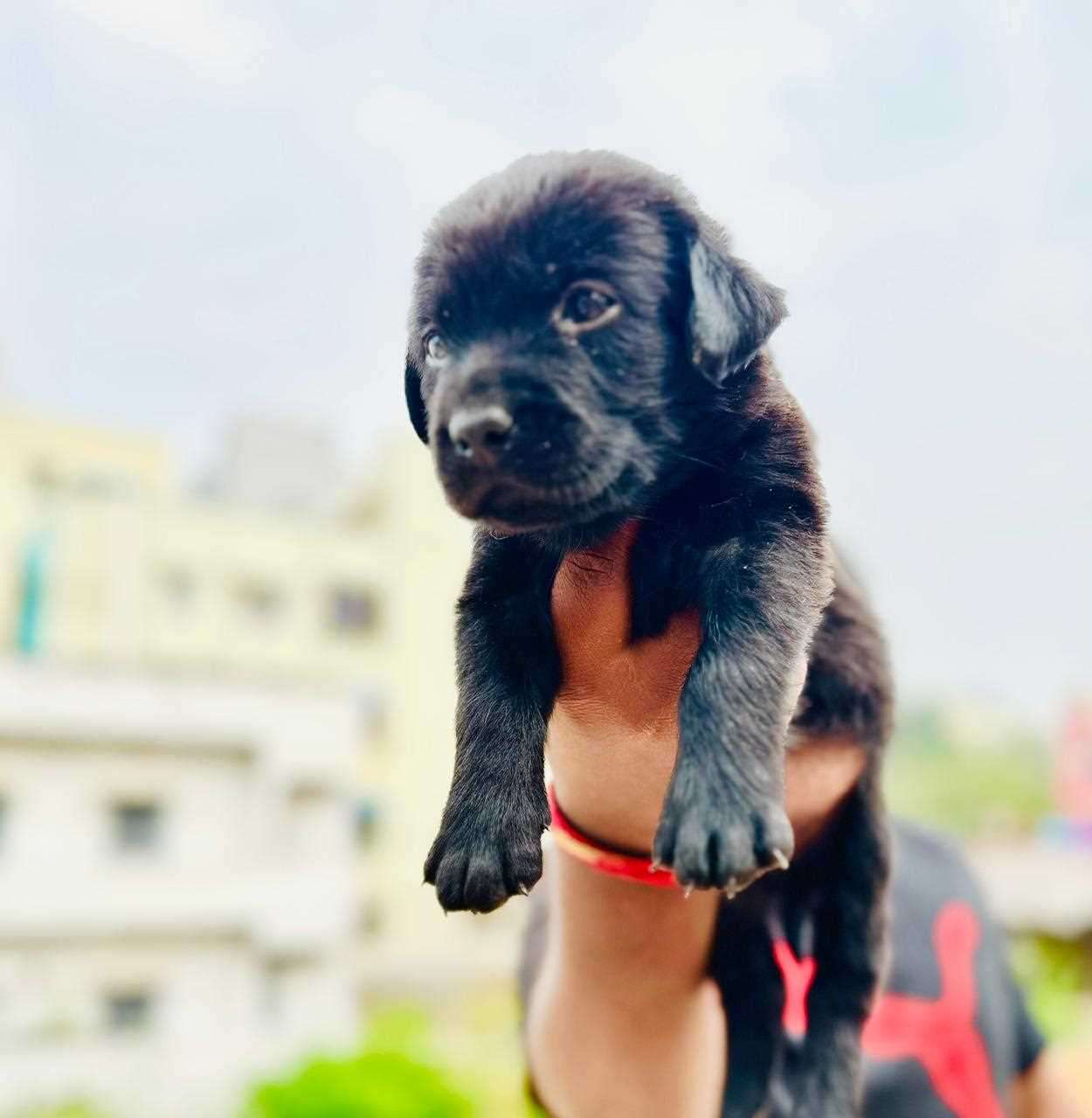 Labrador Retriever For Sale In Visakhapatnam