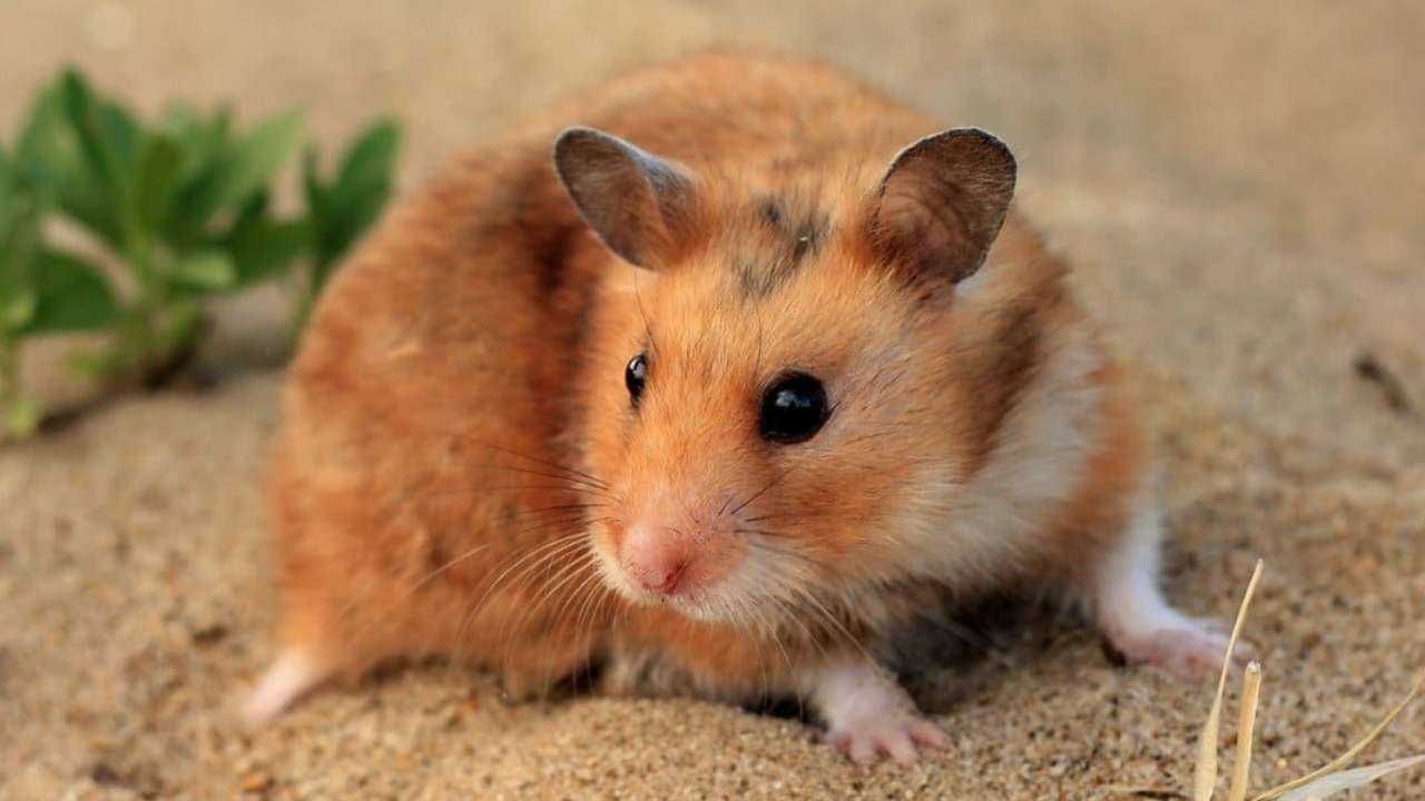 How long is Hamster Lifespan?