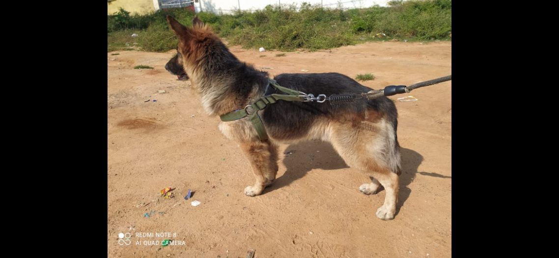 German Shepherd Dogs For Mating In Kanpur