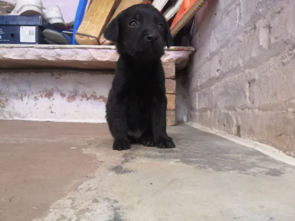 Labrador Retriever For Sale In Namakkal