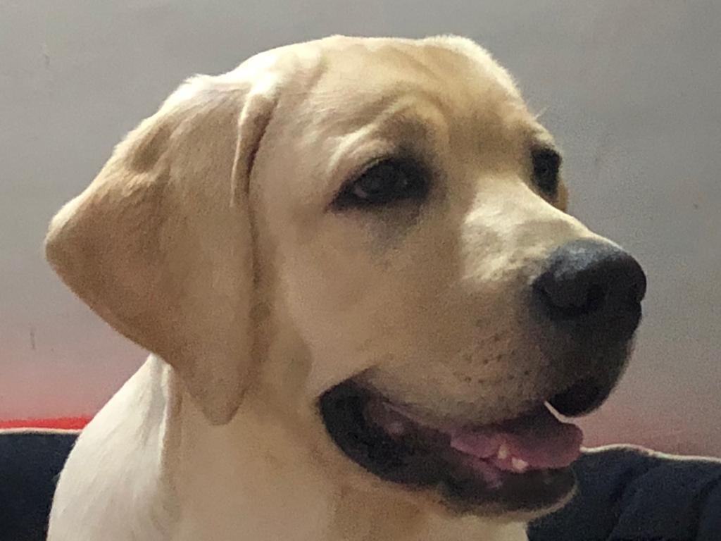 Labrador Retriever Dogs For Mating In Vizag