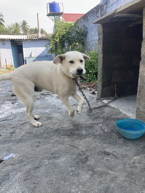Labrador Retriever Dogs For Mating In Jaipur