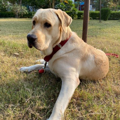 Labrador Retriever Dogs For Mating In Gangtok