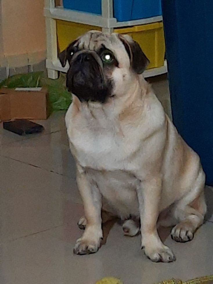 Pug Dogs For  Mating In Hyderabad