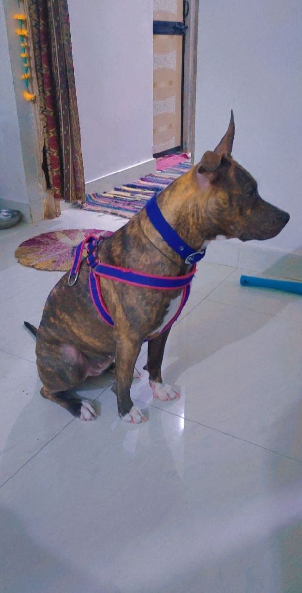 American Bully Dogs For Mating In Pune