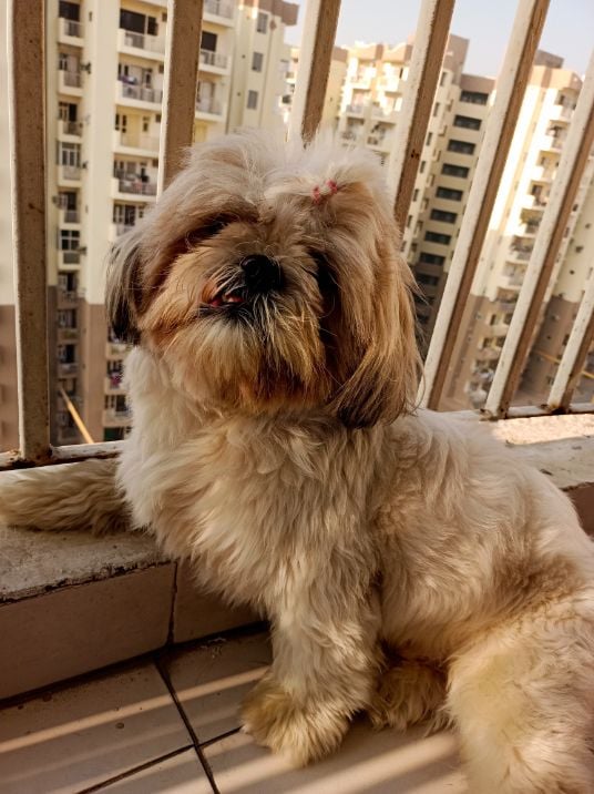 Shih Tzu Dogs For Mating In Kochi