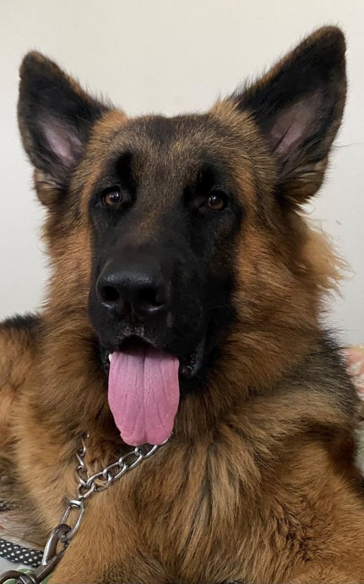German Shepherd Dogs For Mating In Pune