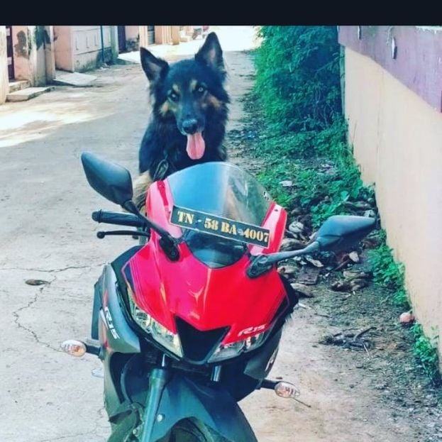 German Shepherd Dogs For Mating In Madurai