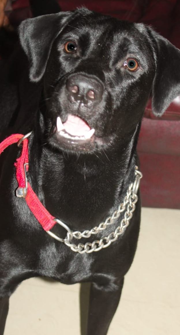 Labrador Retriever Dogs For Mating In Jaipur
