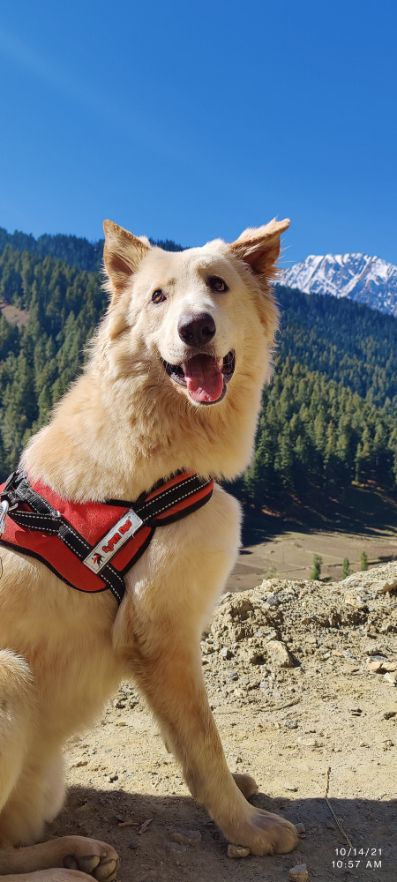 German Shepherd Dogs For Mating In Jaipur