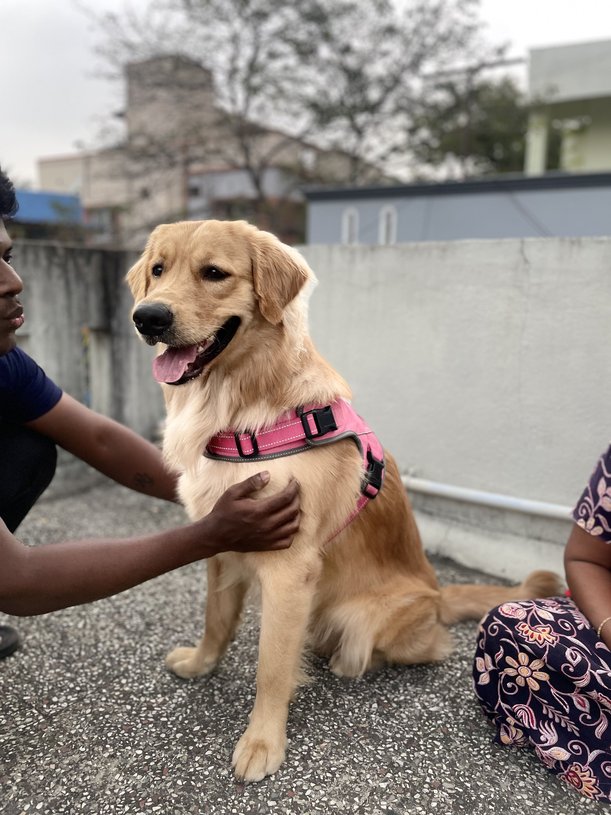 Golden Retriever Dogs For Mating In Vijayawada