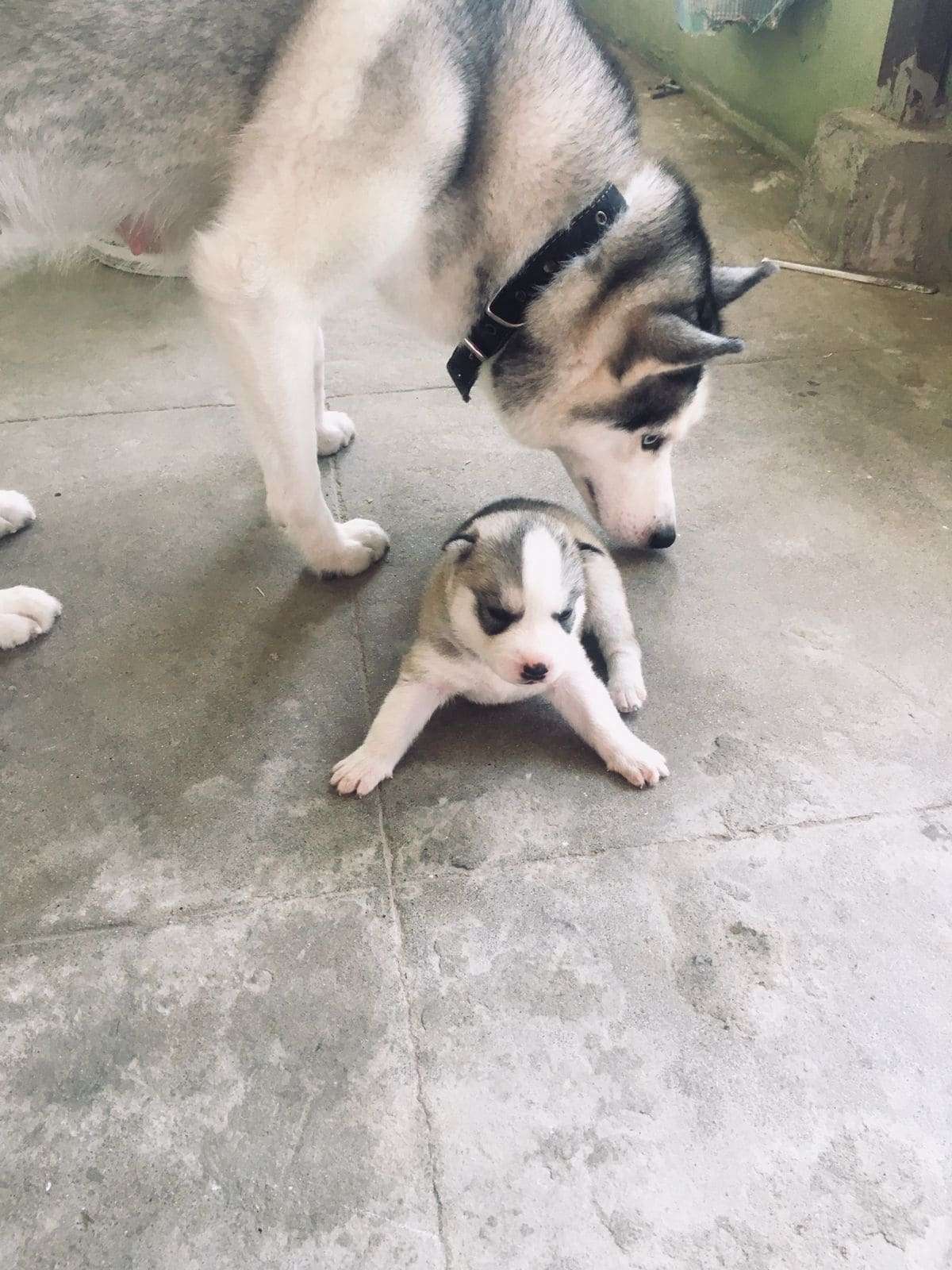 Mr n Mrs Pet