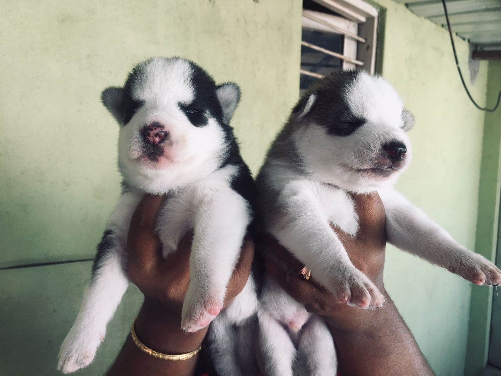 Mr n Mrs Pet