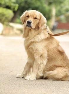 Golden Retriever Dogs For  Mating In Surat
