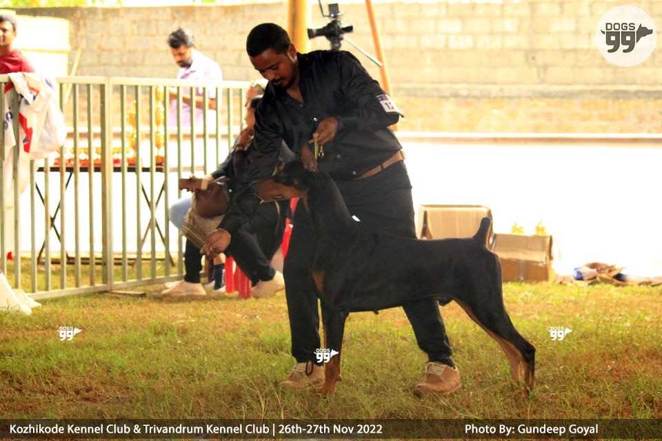 Doberman Dogs For Mating In Pondicherry