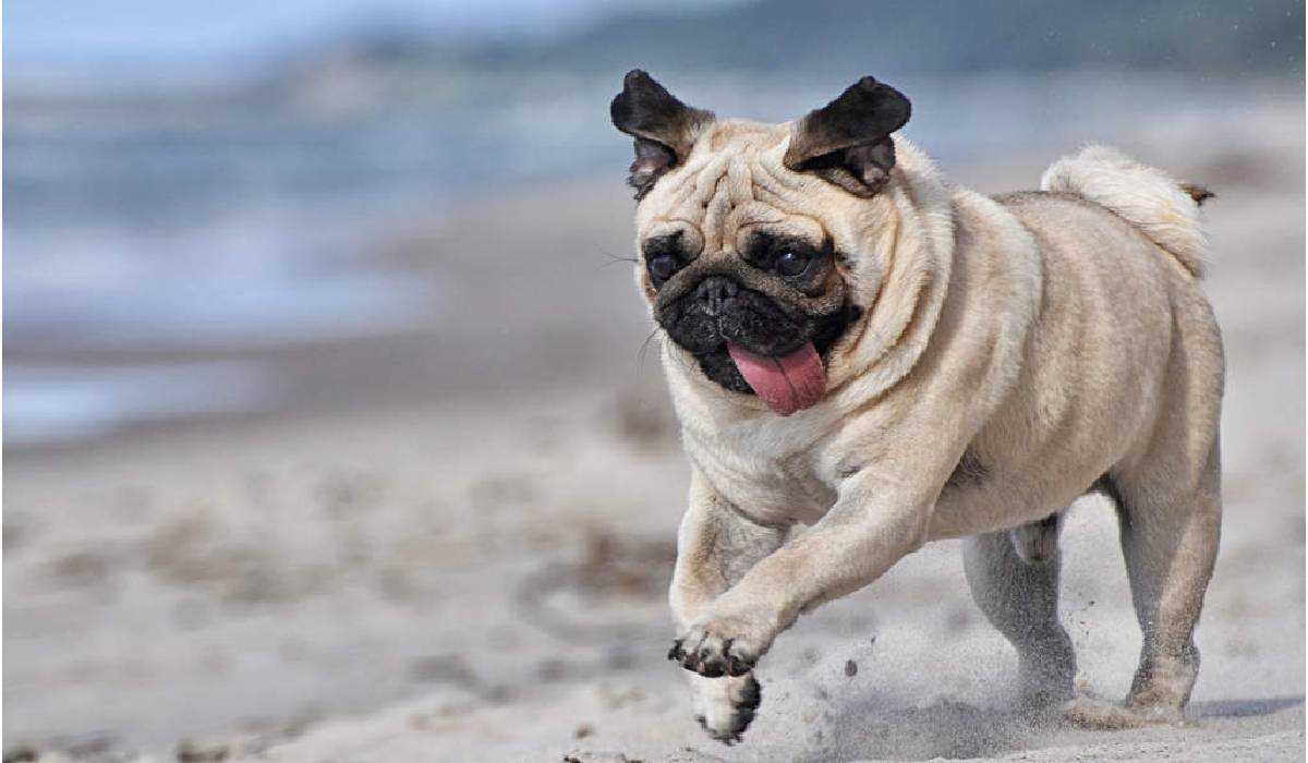 9 Best Dogs breeds to pet in Indian Climate