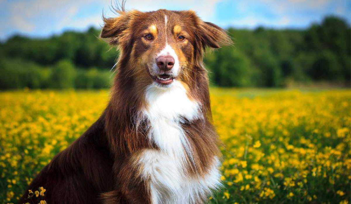 How to Solve Pet allergies?
