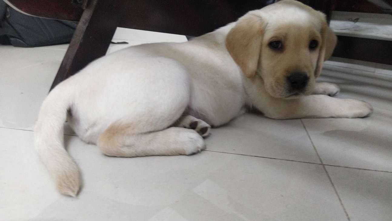 Labrador Retriever For Sale In Bangalore
