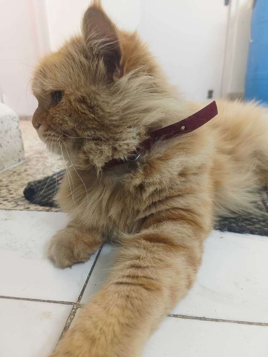 Persian For Sale In Satara