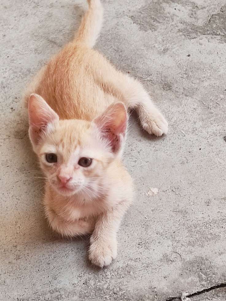 Indian Breed For Adoption In Chennai