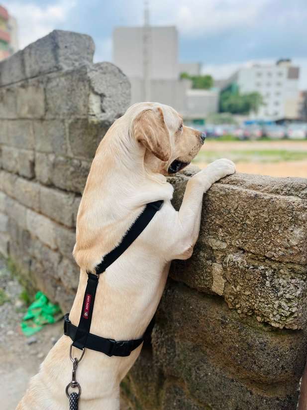 Labrador Retriever Dogs For Mating In Bangalore