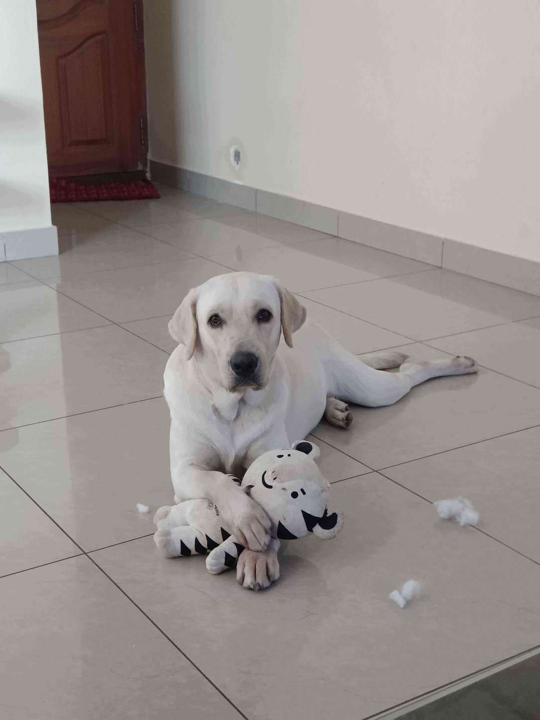 Labrador Retriever Dogs For Mating In Bangalore