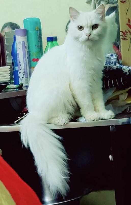 Persian For Sale In Kadapa
