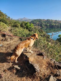 Golden Retriever Dogs For Mating In Pune