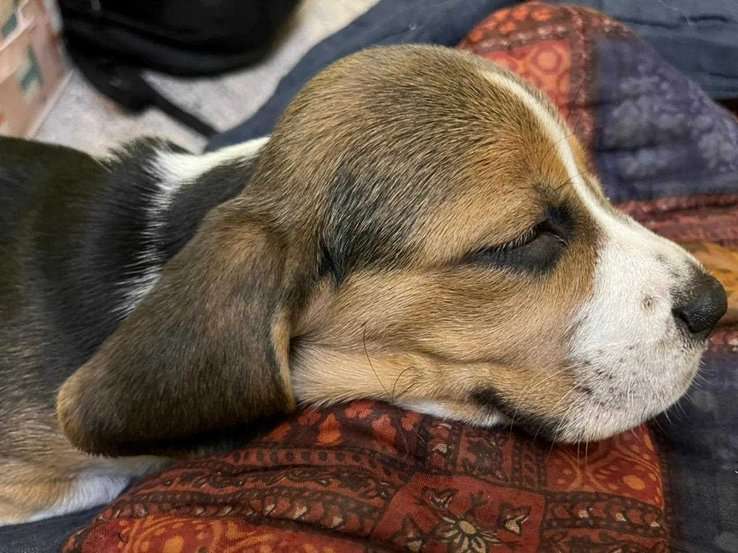 Beagle For Sale In Bangalore