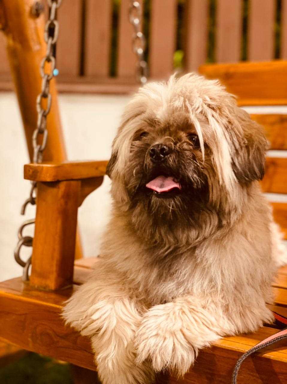 Shih Tzu Dogs For Mating In Delhi