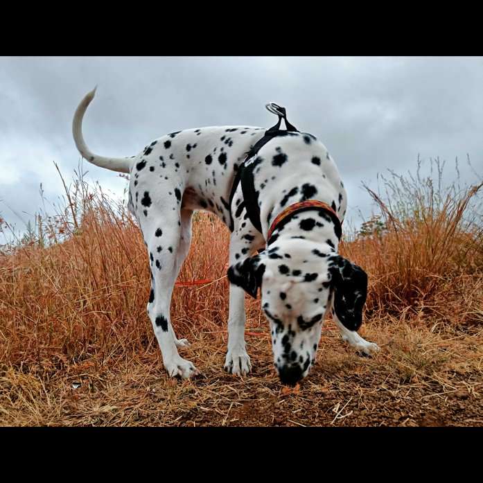 Dalmatian mating shop