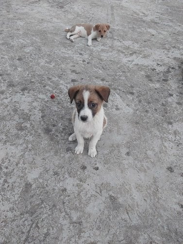 Indian Breed For Adoption In Ranchi