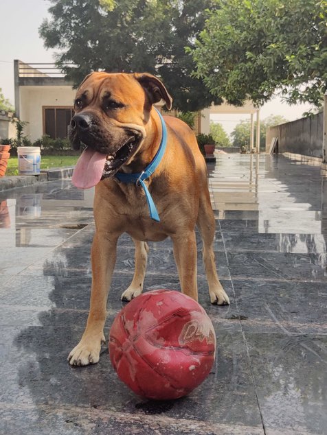 Bullmastiff Dogs For Mating In Agra