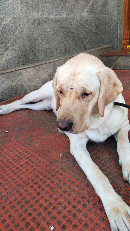 Labrador Retriever Dogs For Mating In Bangalore