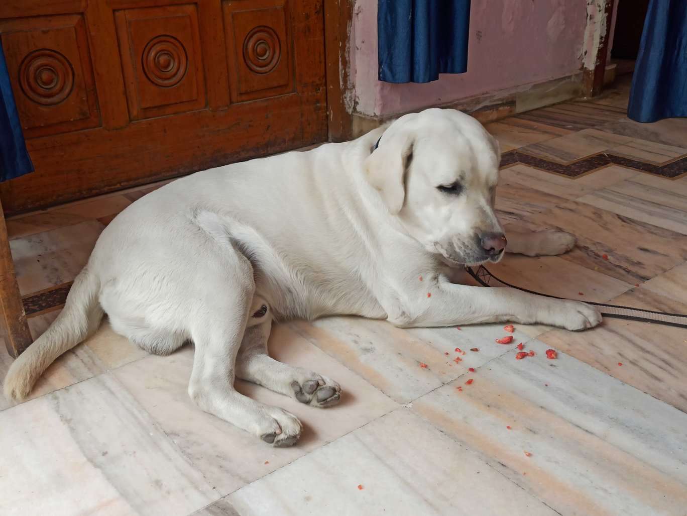 Labrador Retriever Dogs For Mating In Varanasi
