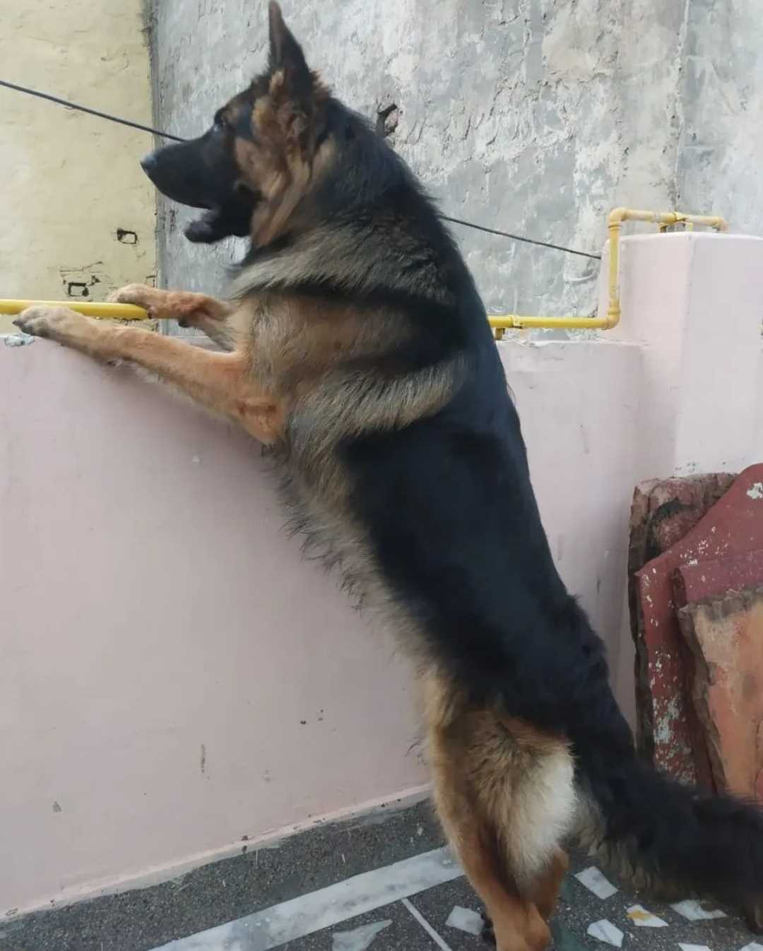 German Shepherd Dogs For Mating In Delhi