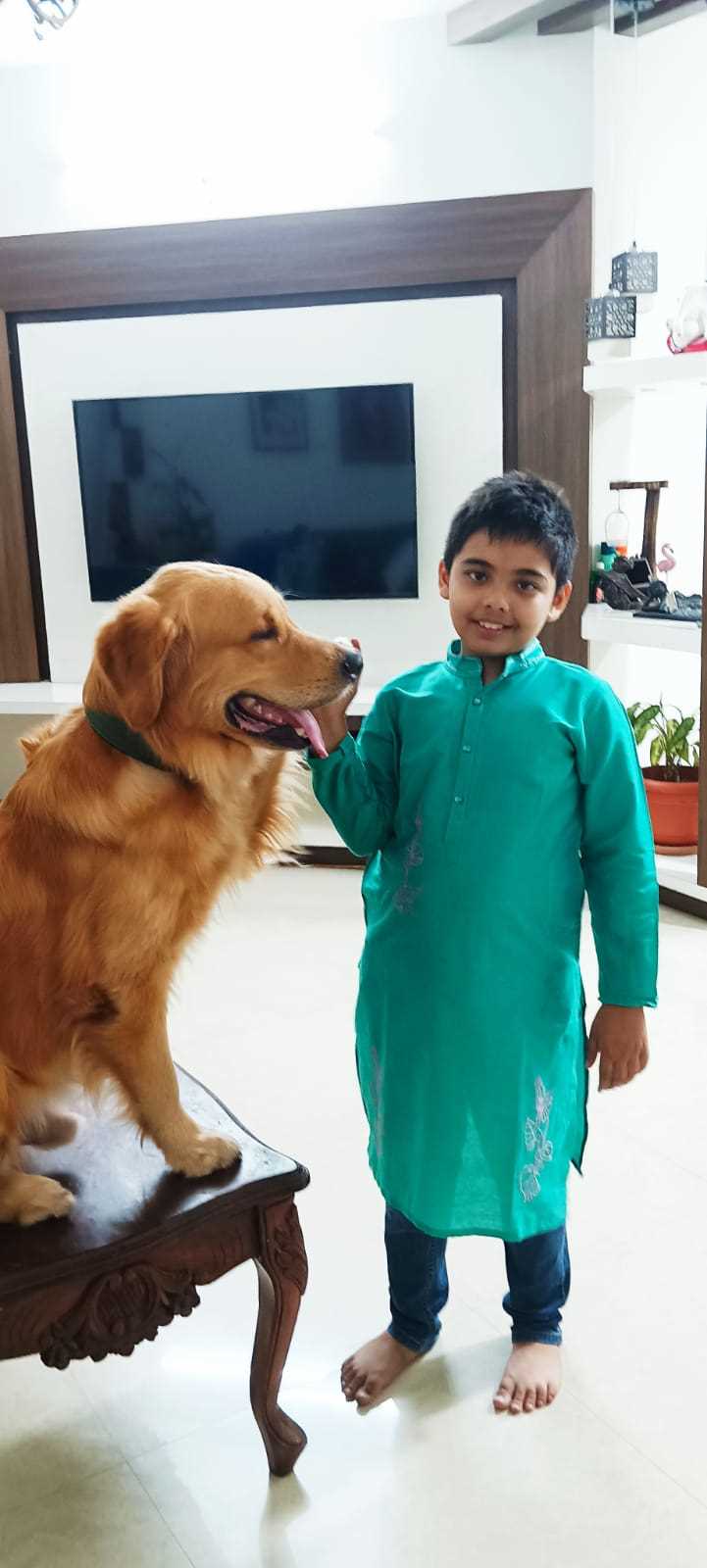 Golden Retriever Dogs For  Mating In Panaji