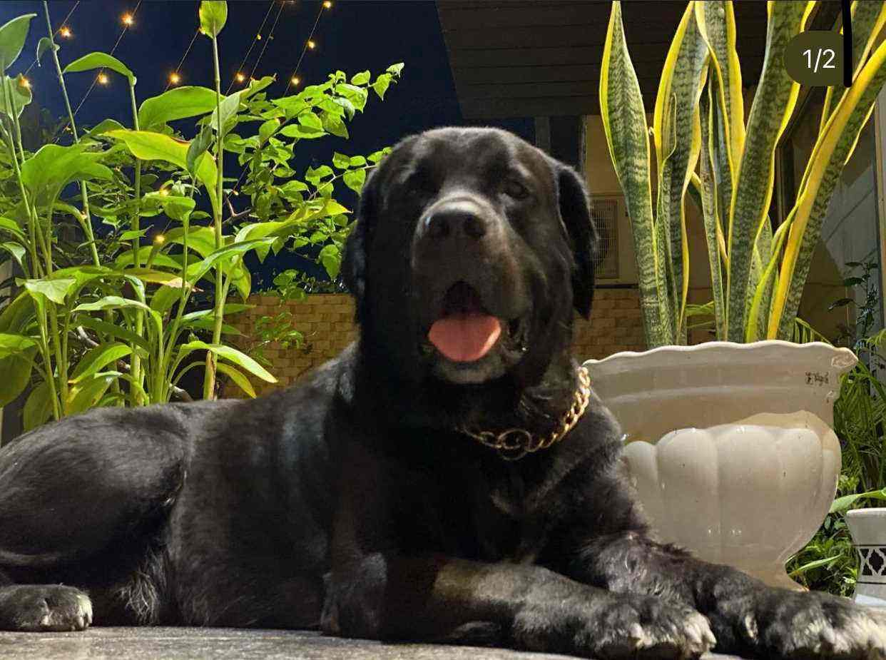 Labrador Retriever Dogs For Mating In Kanpur