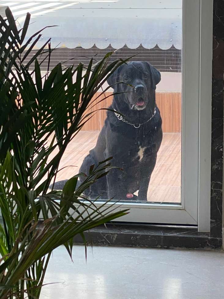 Labrador Retriever Dogs For Mating In Kanpur