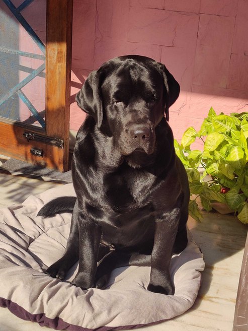 Labrador Retriever Dogs For Mating In Dehradun