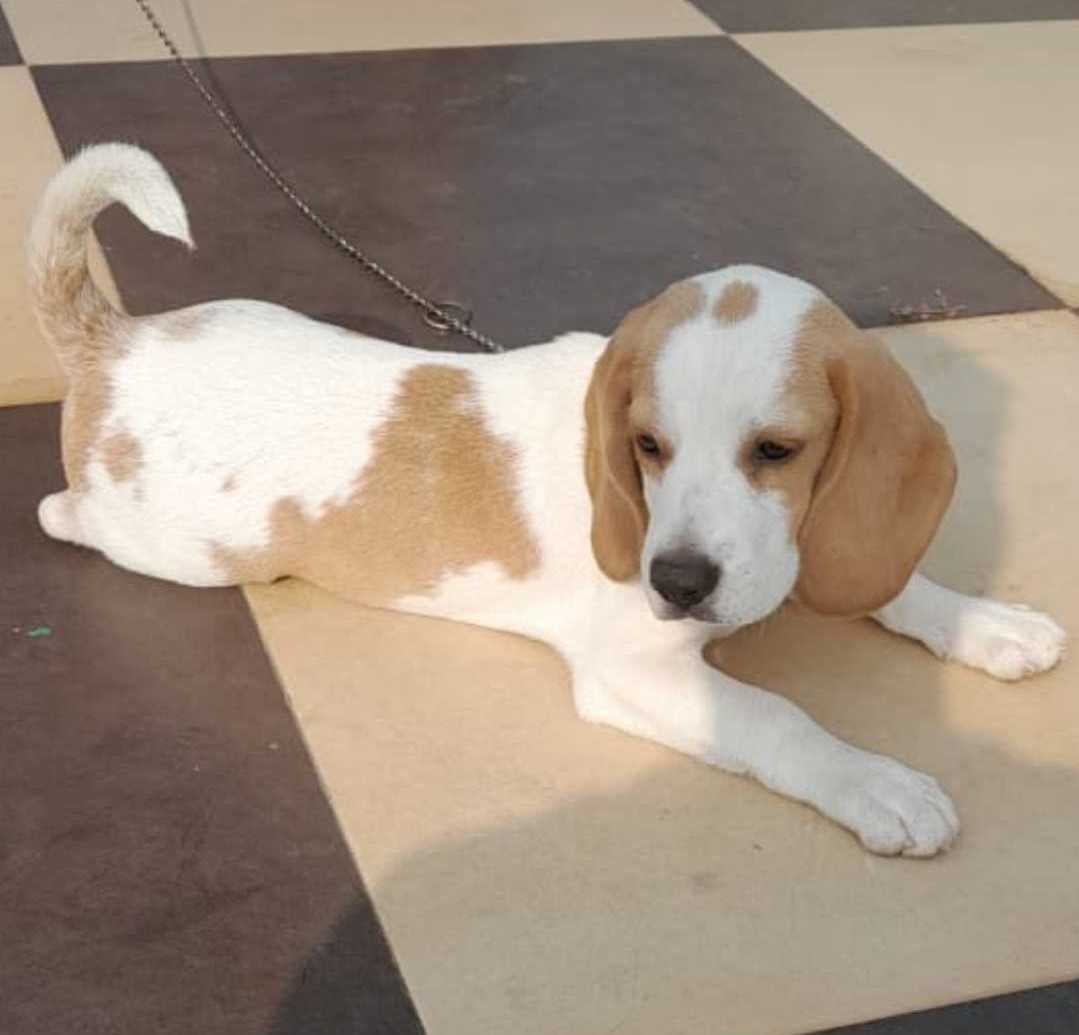 Beagle For Sale In Kakinada