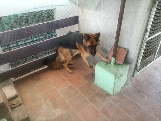 German Shepherd For Adoption In Pondicherry