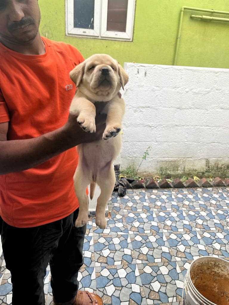 Mr n Mrs Pet