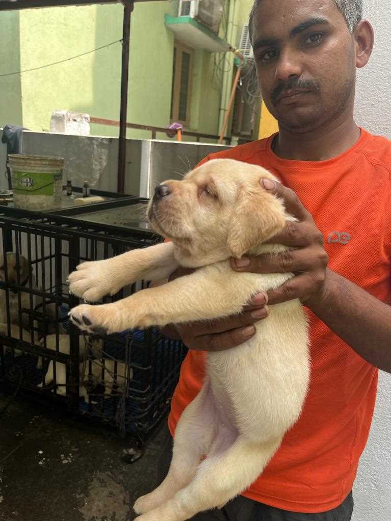 Mr n Mrs Pet