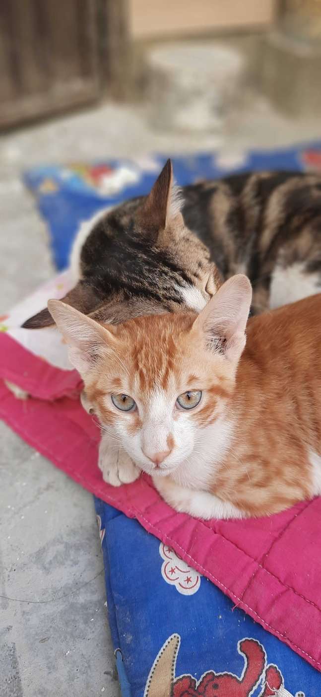 Kittens and Cats for Adoption Faridabad | Mr n Mrs Pet