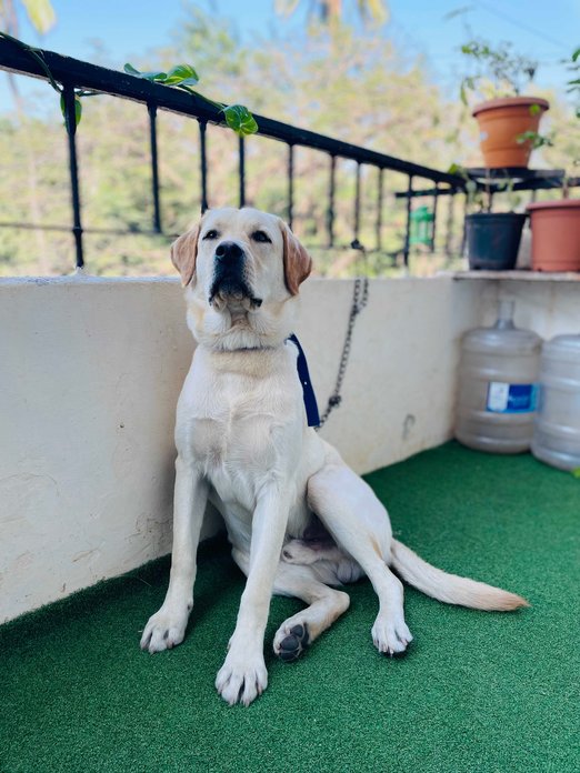 Labrador Retriever Dogs For  Mating In Pune